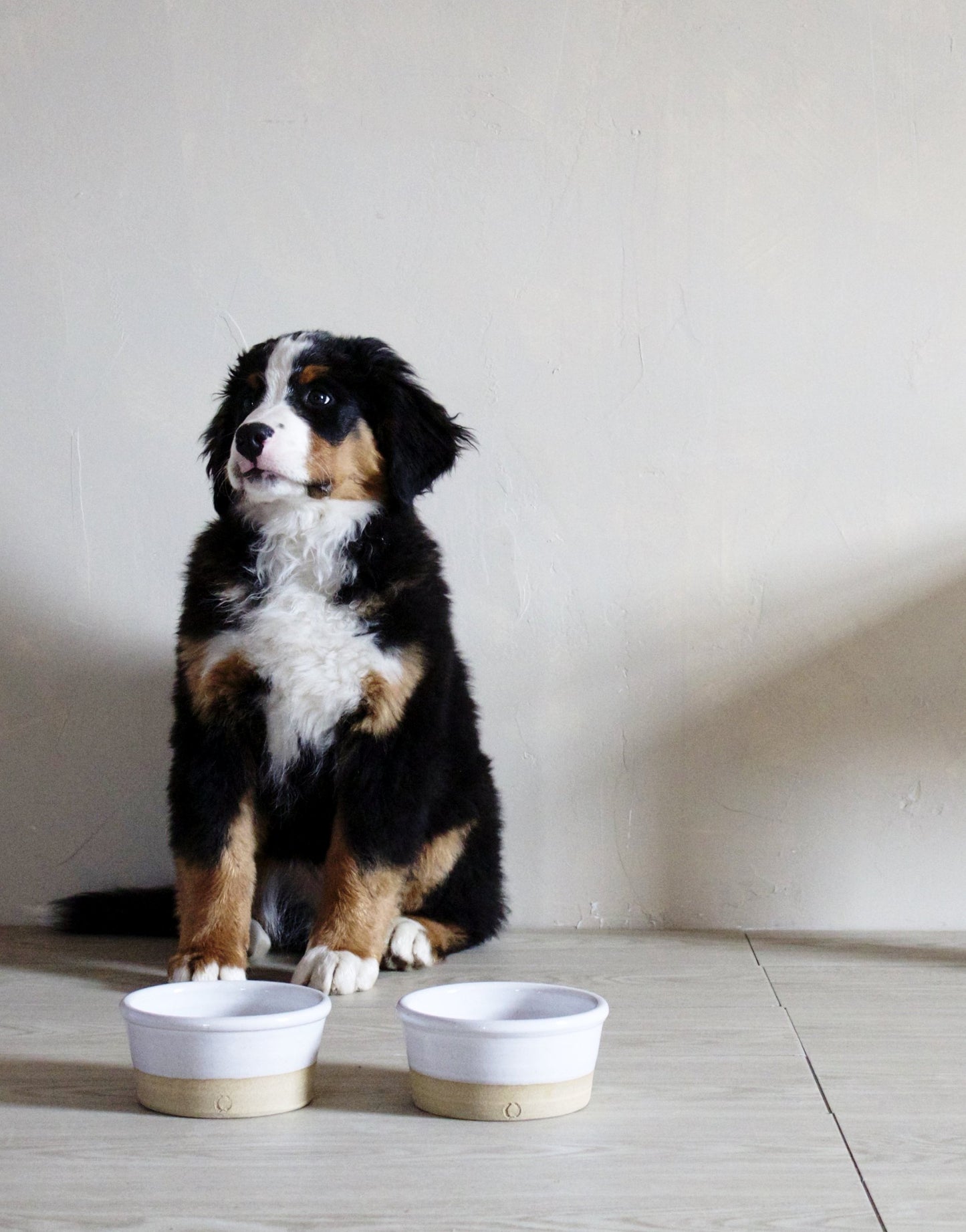 Farm Dog Bowl